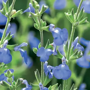 Salvia African Sky 50mm Salvia African Sky 50mm